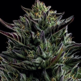 California Octane (Humboldt Seed Company) Feminisoidut