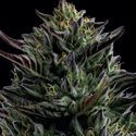 California Octane (Humboldt Seed Company) Feminisoidut