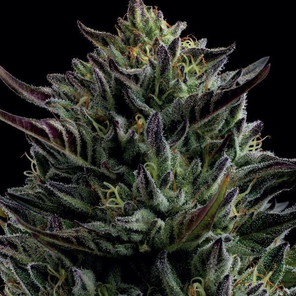 California Octane (Humboldt Seed Company) Feminisoidut