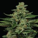 Fortune Cookie (Humboldt Seed Company) Feminisoidut