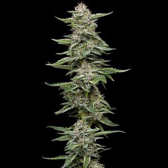 Garlic Budder (Humboldt Seed Company) Feminisoidut