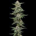 Garlic Budder (Humboldt Seed Company) Feminisoidut