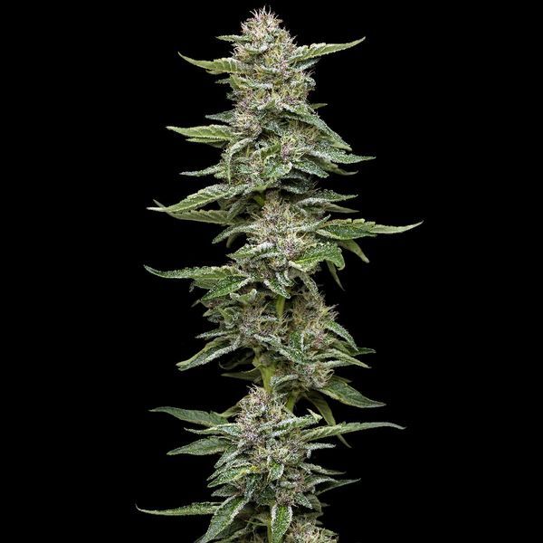 Garlic Budder (Humboldt Seed Company) Feminisoidut
