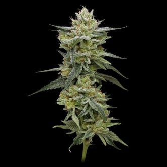 Hella Jelly (Humboldt Seed Company) feminisoidut kannabiksen siemenet