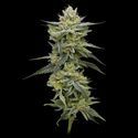Hella Jelly (Humboldt Seed Company) Feminisoidut