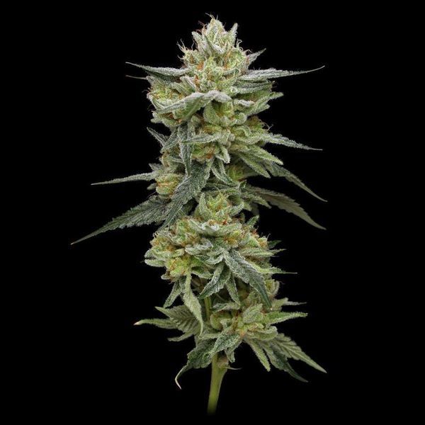 Hella Jelly (Humboldt Seed Company) Feminisoidut
