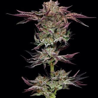 Jelly Donutz (Humboldt Seed Company) feminisoidut kannabiksen siemenet