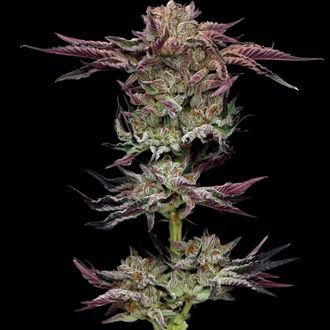 Jelly Donutz (Humboldt Seed Company) Feminisoidut