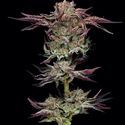 Jelly Donutz (Humboldt Seed Company) Feminisoidut