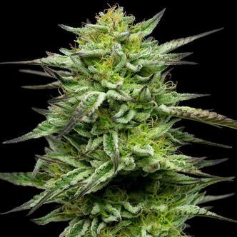 Mountaintop Mint (Humboldt Seed Company) feminisoitu