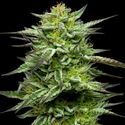 Mountaintop Mint (Humboldt Seed Company) Feminisoidut