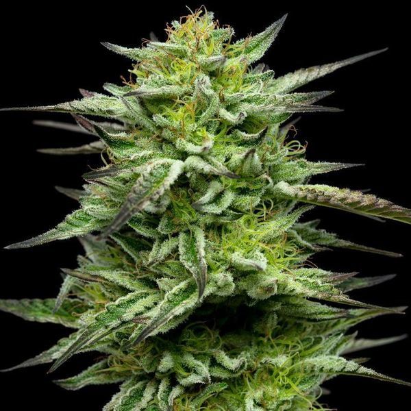 Mountaintop Mint (Humboldt Seed Company) Feminisoidut