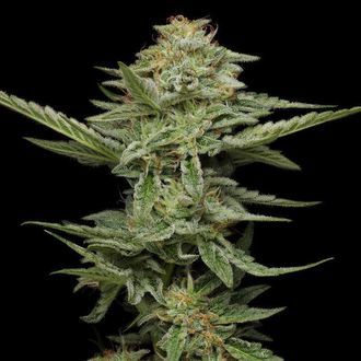 Pistachio (Humboldt Seed Company) Feminisoidut