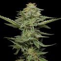 Pistachio (Humboldt Seed Company) Feminisoidut