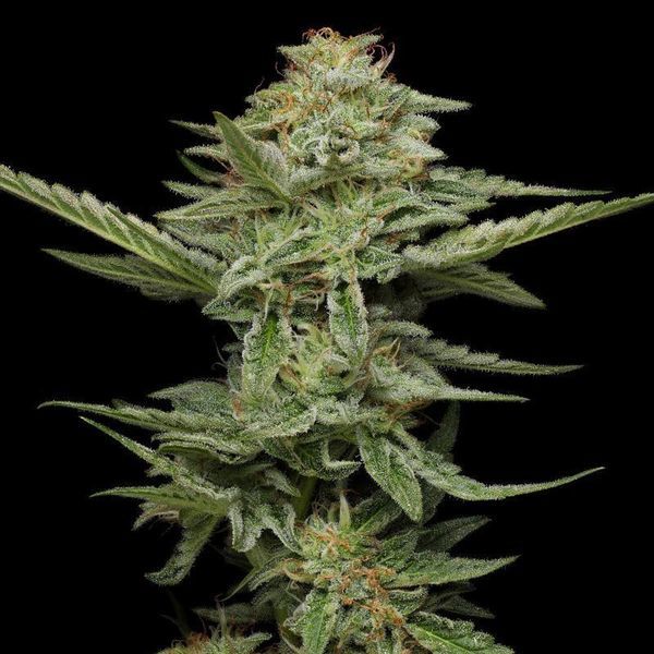 Pistachio (Humboldt Seed Company) Feminisoidut