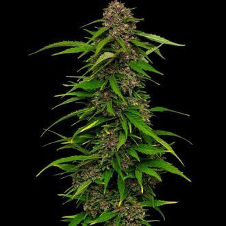 Squirt (Humboldt Seed Company) Feminisoidut