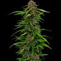 Squirt (Humboldt Seed Company) Feminisoidut
