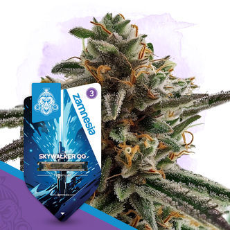 Skywalker OG (Zamnesia Seeds) feminisoidut kannabiksen siemenet