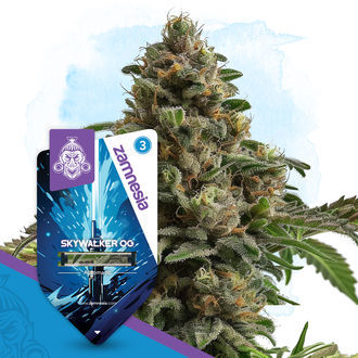 Skywalker OG Autoflower (Zamnesia Seeds) Feminisoidut
