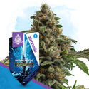 Skywalker OG Autoflower (Zamnesia Seeds) Feminisoidut