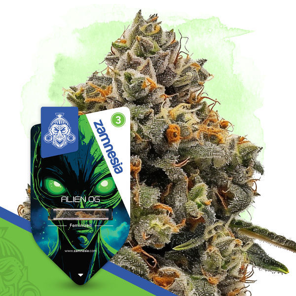 Alien OG (Zamnesia Seeds) Feminisoidut