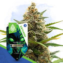 Alien OG Autoflower (Zamnesia Seeds) Feminisoidut