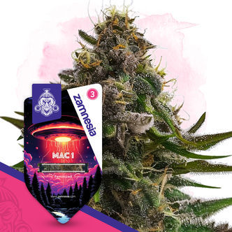 MAC 1 (Zamnesia Seeds) feminisoidut