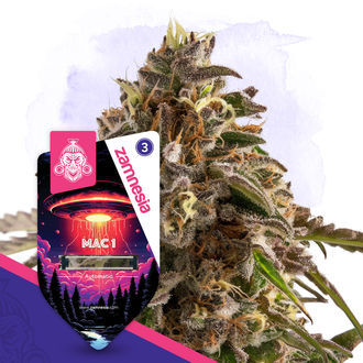 MAC 1 Autoflower (Zamnesia Seeds) Feminisoidut