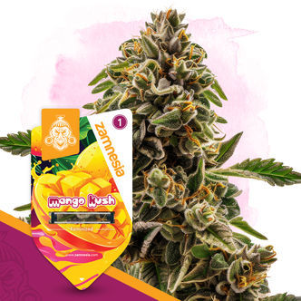 Mango Kush (Zamnesia Seeds) feminisoitu