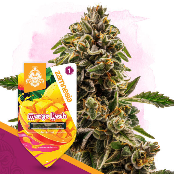 Mango Kush (Zamnesia Seeds) Feminisoidut