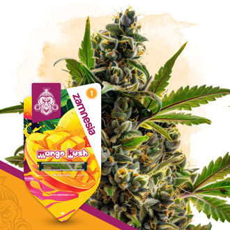 Mango Kush Autoflower (Zamnesia Seeds) Feminisoidut