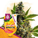 Mango Kush Autoflower (Zamnesia Seeds) Feminisoidut
