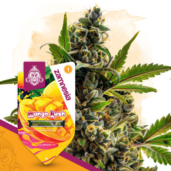 Mango Kush Autoflower (Zamnesia Seeds) Feminisoidut