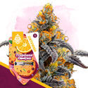 Tropicana Cookies (Zamnesia Seeds) Feminisoidut