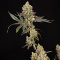 Tropicana Cookies (Zamnesia Seeds) Feminisoidut