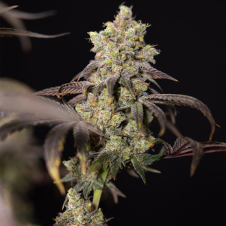 Tropicana Cookies (Zamnesia Seeds) Feminisoidut