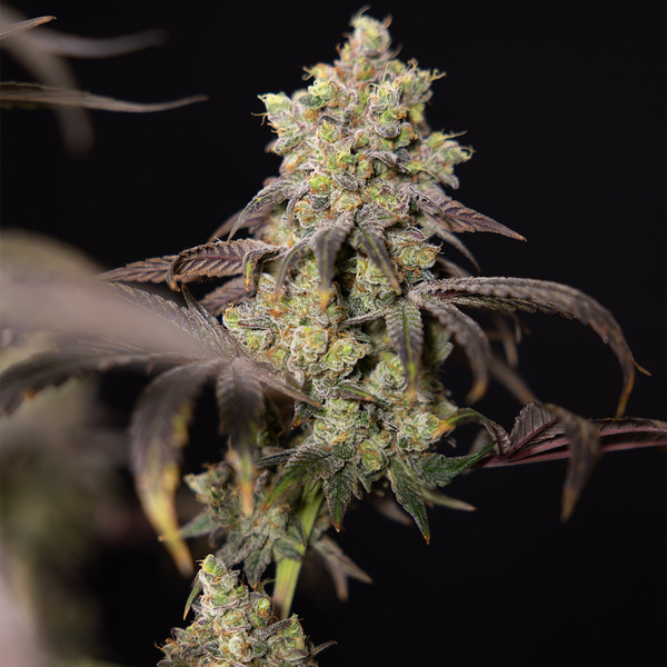 Tropicana Cookies (Zamnesia Seeds) Feminisoidut