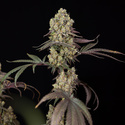 Tropicana Cookies (Zamnesia Seeds) Feminisoidut