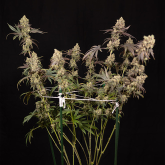 Tropicana Cookies (Zamnesia Seeds) Feminisoidut