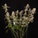 Tropicana Cookies (Zamnesia Seeds) Feminisoidut
