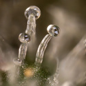 Tropicana Cookies (Zamnesia Seeds) Feminisoidut