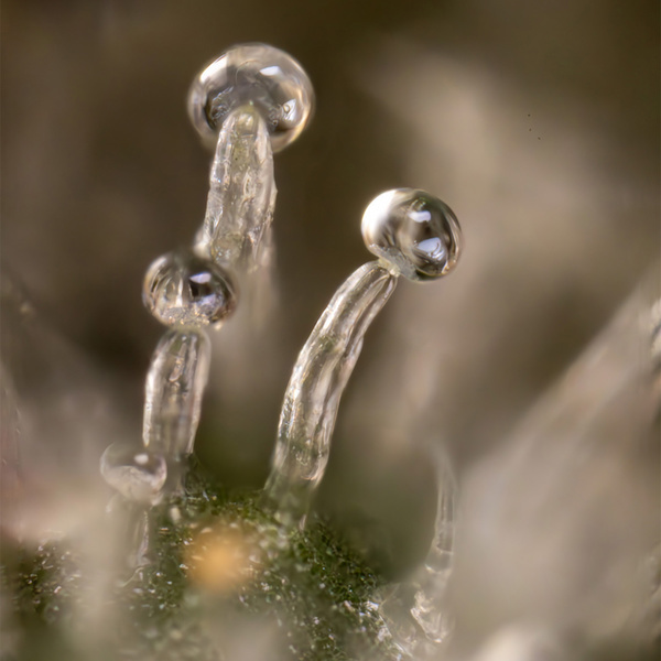 Tropicana Cookies (Zamnesia Seeds) Feminisoidut