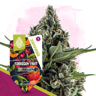 Forbidden Fruit (Zamnesia Seeds) feminisoidut