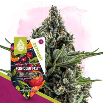 Forbidden Fruit (Zamnesia Seeds) Feminisoidut