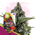Forbidden Fruit (Zamnesia Seeds) Feminisoidut