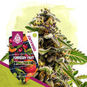 Forbidden Fruit Autoflower (Zamnesia Seeds) Feminisoidut