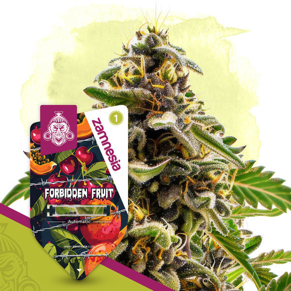 Forbidden Fruit Autoflower (Zamnesia Seeds) Feminisoidut