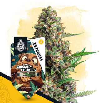 Animal Cookies Autoflower (Zamnesia Seeds) Feminisoidut