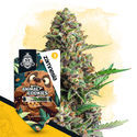 Animal Cookies Autoflower (Zamnesia Seeds) Feminisoidut
