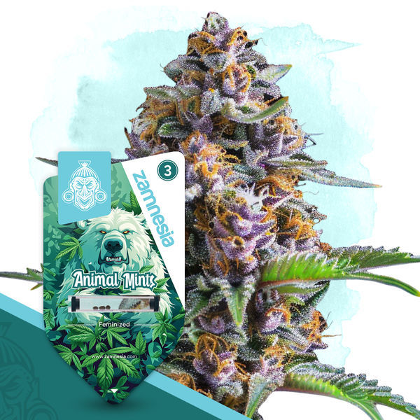 Animal Mints (Zamnesia Seeds) Feminisoidut